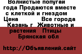 Волнистые попугаи, 2 года.Продаются вместе с клеткой и гнездом. › Цена ­ 2 800 - Все города, Казань г. Животные и растения » Птицы   . Брянская обл.